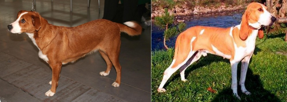 Schweizer Laufhund vs Osterreichischer Kurzhaariger Pinscher - Breed Comparison