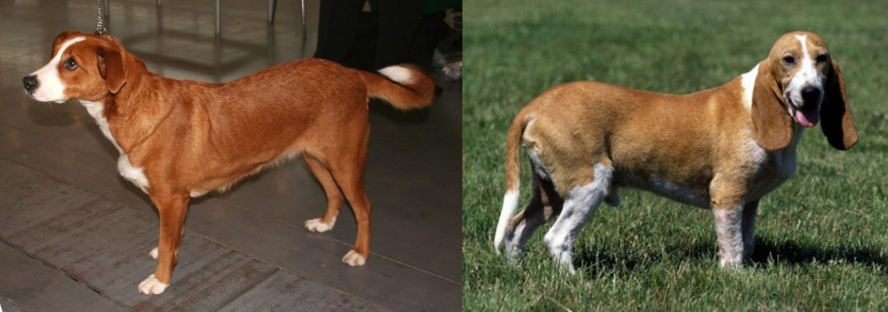 Schweizer Niederlaufhund vs Osterreichischer Kurzhaariger Pinscher - Breed Comparison