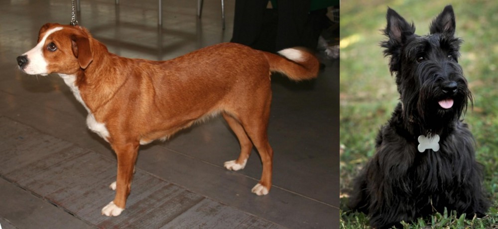Scoland Terrier vs Osterreichischer Kurzhaariger Pinscher - Breed Comparison