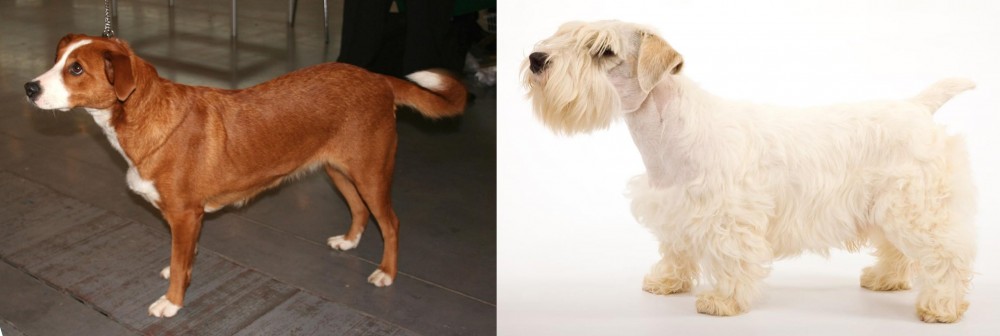 Sealyham Terrier vs Osterreichischer Kurzhaariger Pinscher - Breed Comparison