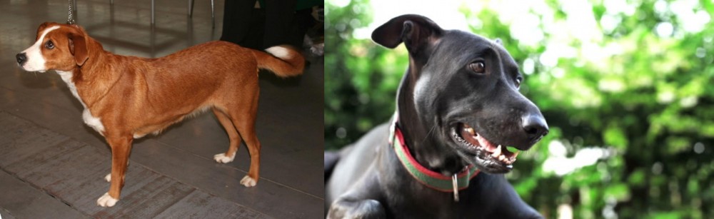 Shepard Labrador vs Osterreichischer Kurzhaariger Pinscher - Breed Comparison