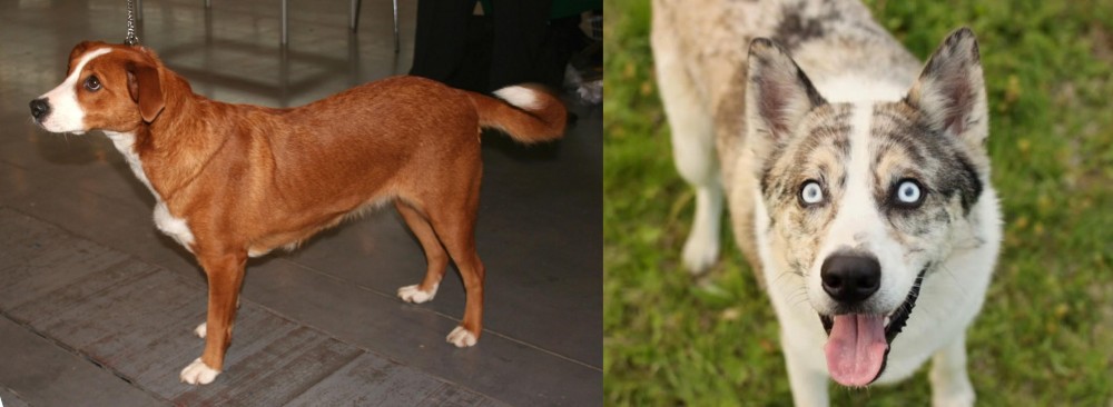 Shepherd Husky vs Osterreichischer Kurzhaariger Pinscher - Breed Comparison