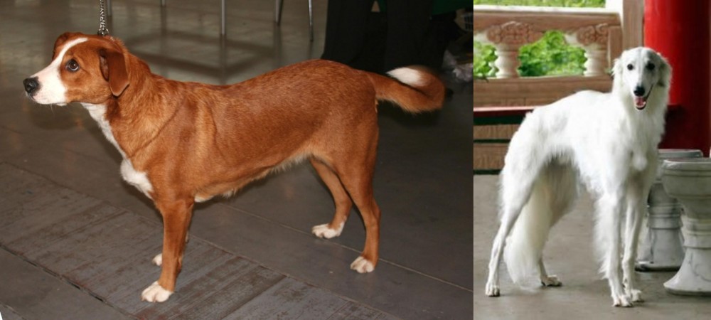 Silken Windhound vs Osterreichischer Kurzhaariger Pinscher - Breed Comparison