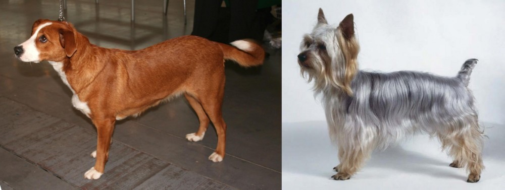 Silky Terrier vs Osterreichischer Kurzhaariger Pinscher - Breed Comparison