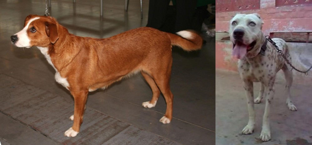 Sindh Mastiff vs Osterreichischer Kurzhaariger Pinscher - Breed Comparison