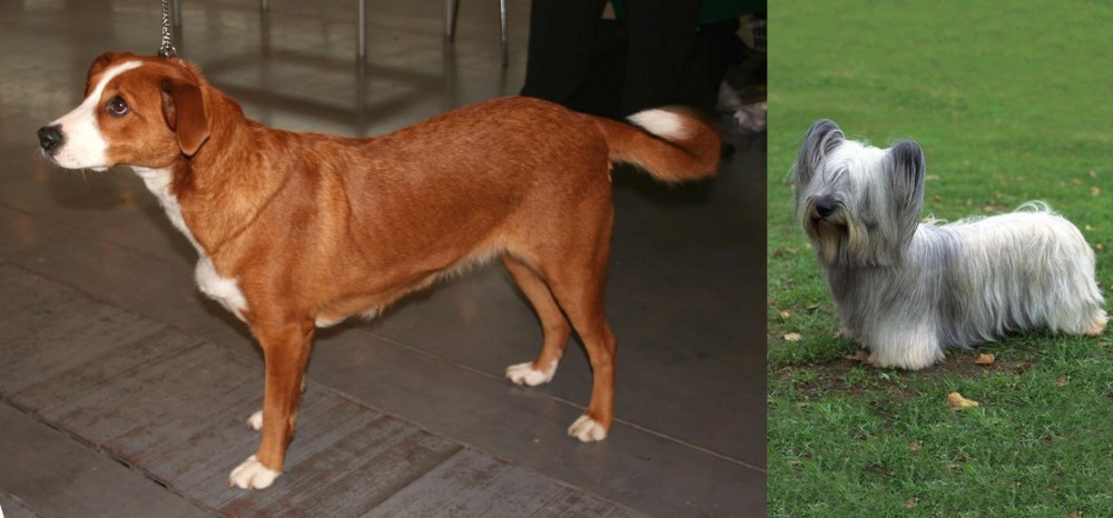 Skye Terrier vs Osterreichischer Kurzhaariger Pinscher - Breed Comparison
