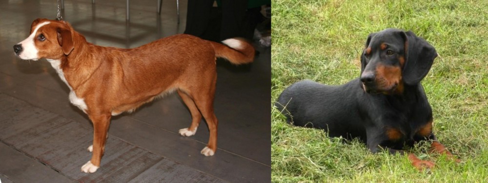 Slovakian Hound vs Osterreichischer Kurzhaariger Pinscher - Breed Comparison