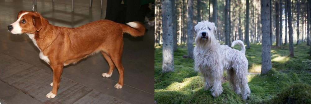 Soft-Coated Wheaten Terrier vs Osterreichischer Kurzhaariger Pinscher - Breed Comparison