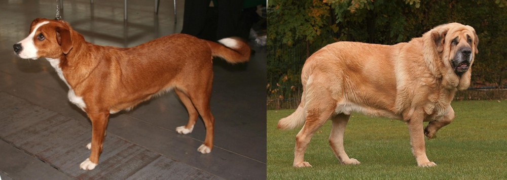 Spanish Mastiff vs Osterreichischer Kurzhaariger Pinscher - Breed Comparison