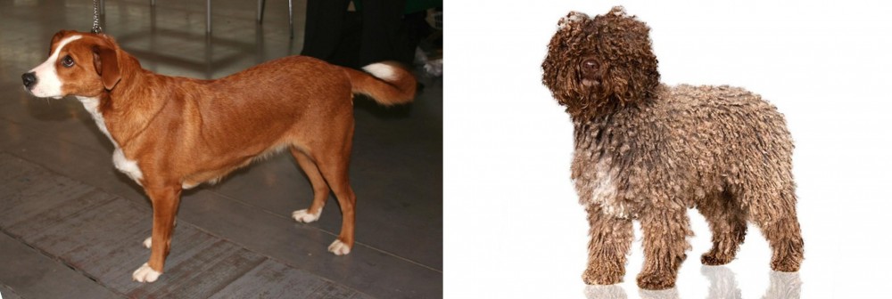 Spanish Water Dog vs Osterreichischer Kurzhaariger Pinscher - Breed Comparison