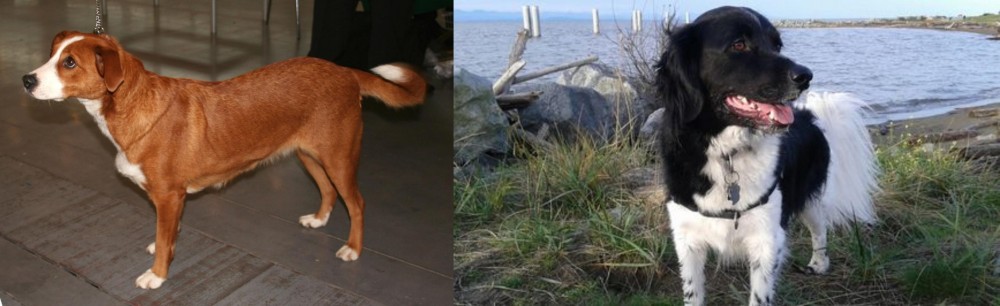 Stabyhoun vs Osterreichischer Kurzhaariger Pinscher - Breed Comparison
