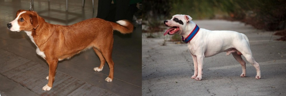 Staffordshire Bull Terrier vs Osterreichischer Kurzhaariger Pinscher - Breed Comparison