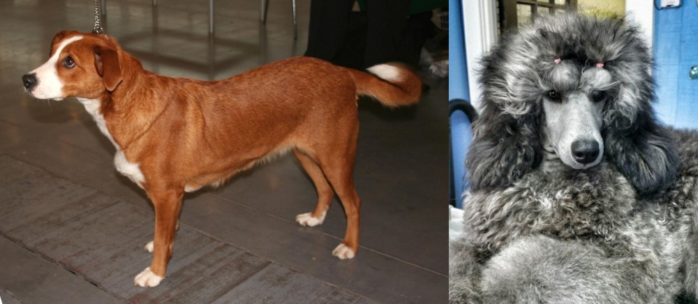 Standard Poodle vs Osterreichischer Kurzhaariger Pinscher - Breed Comparison