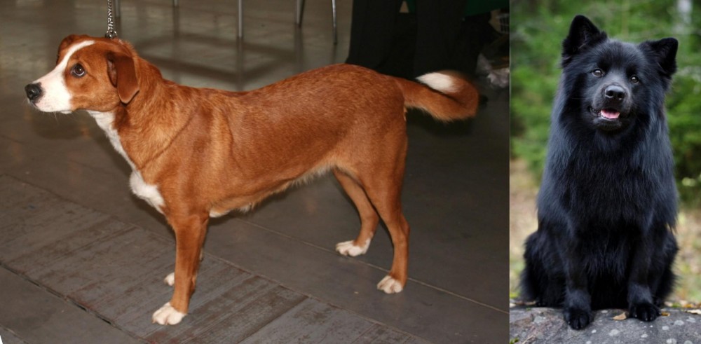 Swedish Lapphund vs Osterreichischer Kurzhaariger Pinscher - Breed Comparison