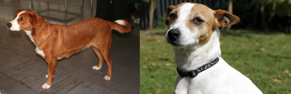 Tenterfield Terrier vs Osterreichischer Kurzhaariger Pinscher - Breed Comparison