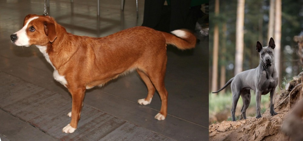 Thai Ridgeback vs Osterreichischer Kurzhaariger Pinscher - Breed Comparison