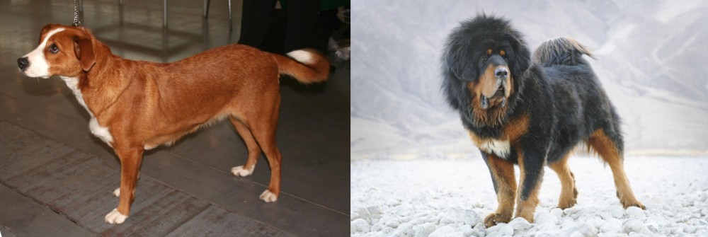 Tibetan Mastiff vs Osterreichischer Kurzhaariger Pinscher - Breed Comparison