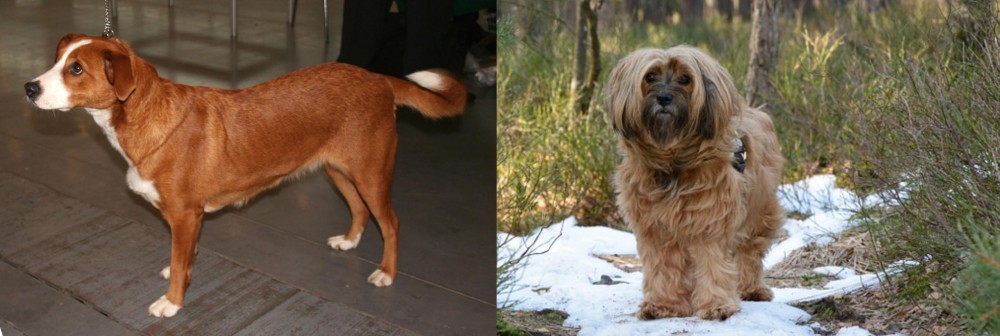 Tibetan Terrier vs Osterreichischer Kurzhaariger Pinscher - Breed Comparison