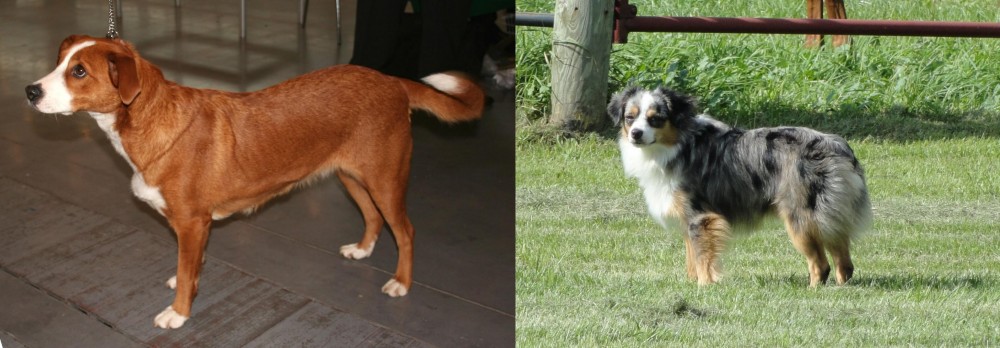 Toy Australian Shepherd vs Osterreichischer Kurzhaariger Pinscher - Breed Comparison