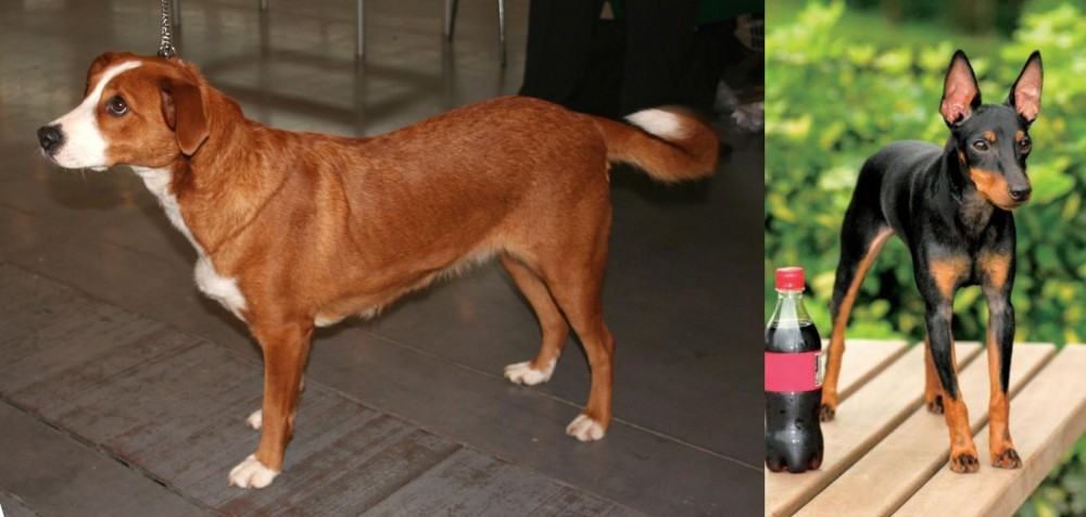 Toy Manchester Terrier vs Osterreichischer Kurzhaariger Pinscher - Breed Comparison