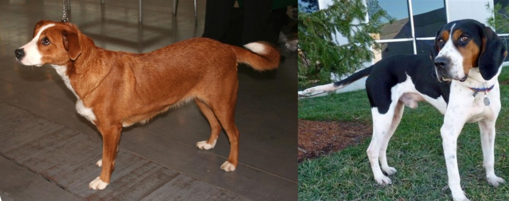 Treeing Walker Coonhound vs Osterreichischer Kurzhaariger Pinscher - Breed Comparison