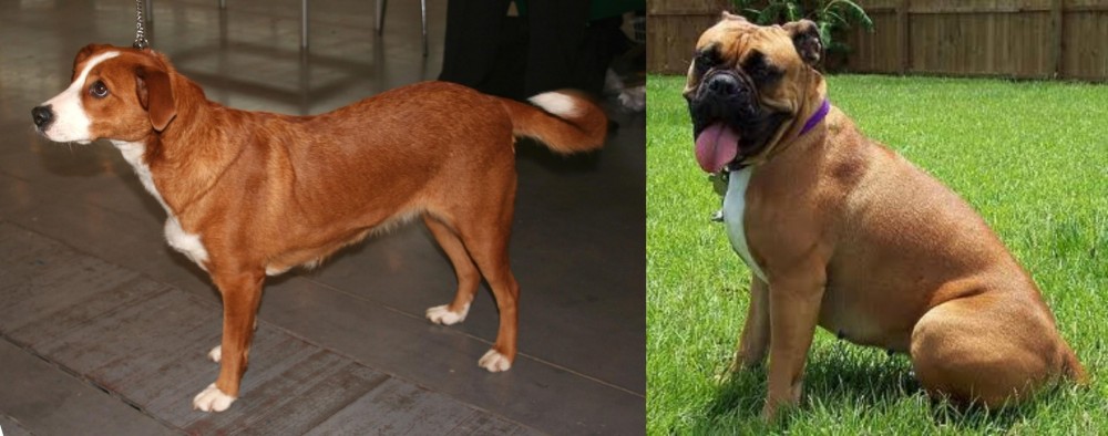 Valley Bulldog vs Osterreichischer Kurzhaariger Pinscher - Breed Comparison