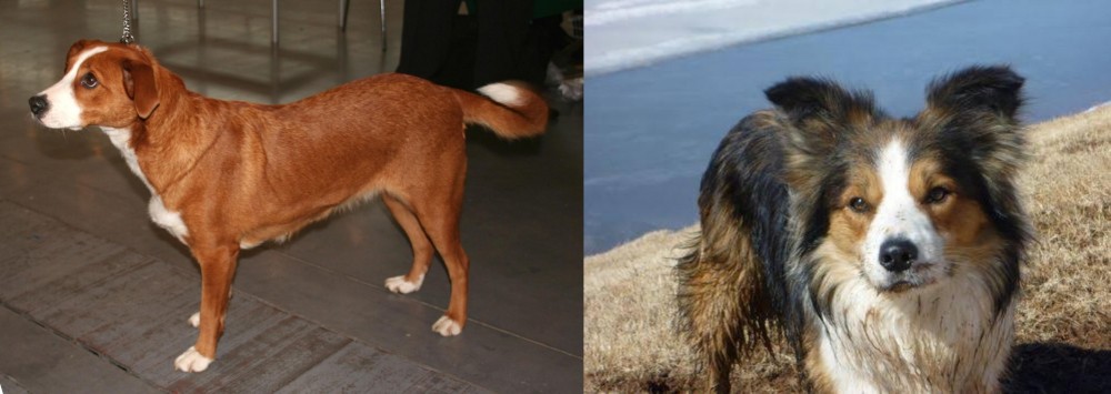 Welsh Sheepdog vs Osterreichischer Kurzhaariger Pinscher - Breed Comparison