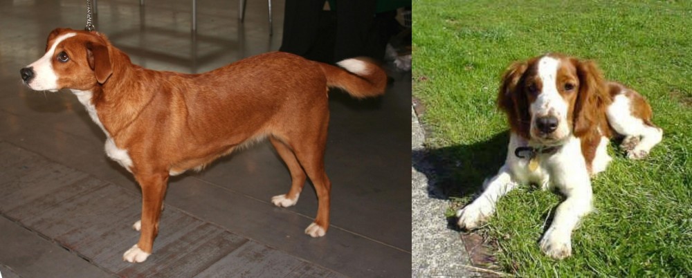 Welsh Springer Spaniel vs Osterreichischer Kurzhaariger Pinscher - Breed Comparison