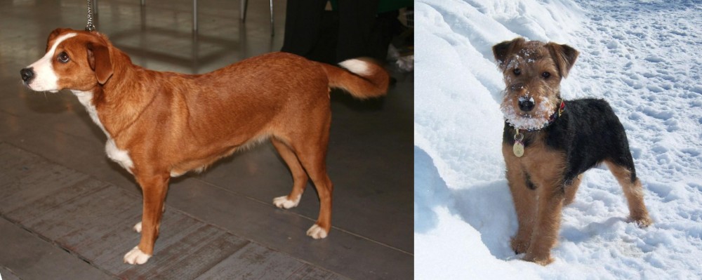 Welsh Terrier vs Osterreichischer Kurzhaariger Pinscher - Breed Comparison