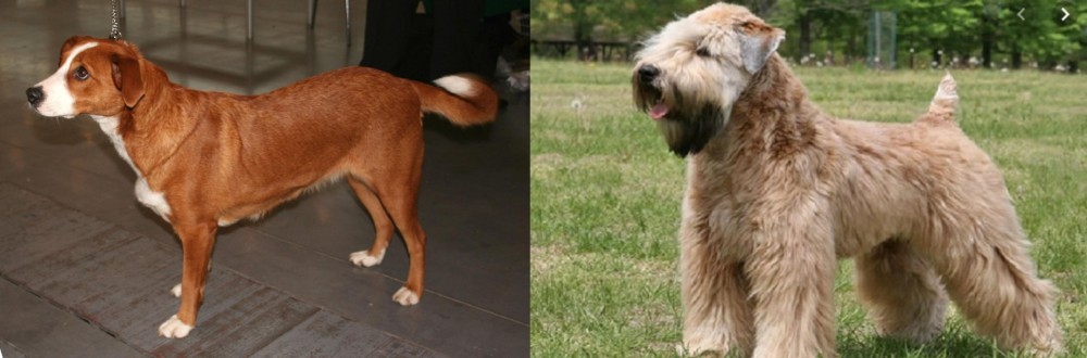 Wheaten Terrier vs Osterreichischer Kurzhaariger Pinscher - Breed Comparison