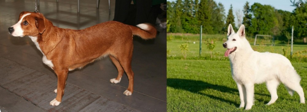 White Shepherd vs Osterreichischer Kurzhaariger Pinscher - Breed Comparison