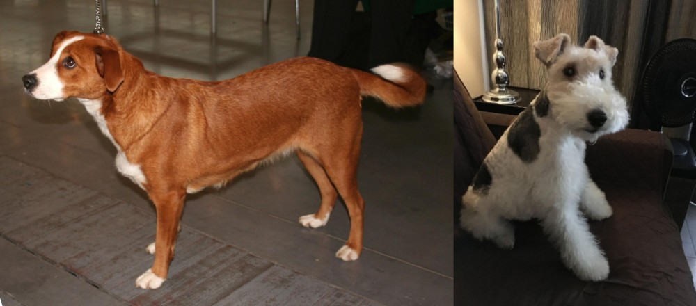 Wire Haired Fox Terrier vs Osterreichischer Kurzhaariger Pinscher - Breed Comparison