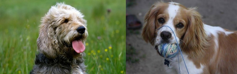Cockalier vs Otterhound - Breed Comparison