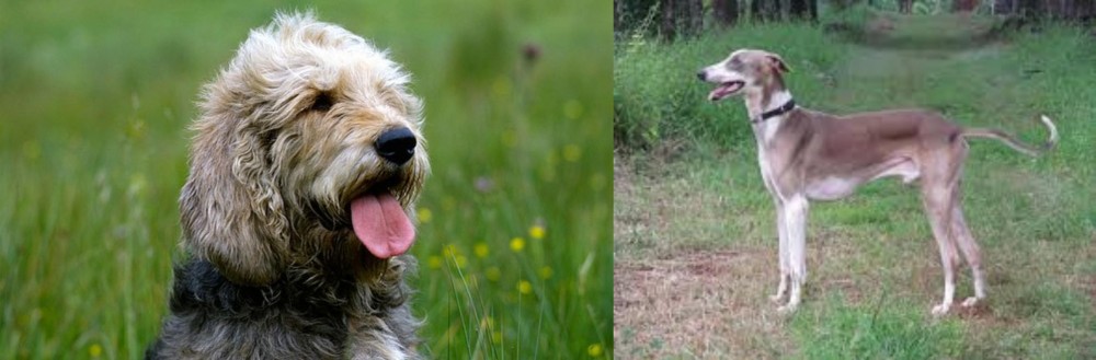Mudhol Hound vs Otterhound - Breed Comparison