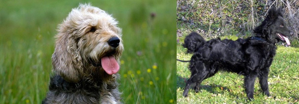 Mudi vs Otterhound - Breed Comparison