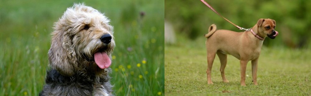 Muggin vs Otterhound - Breed Comparison