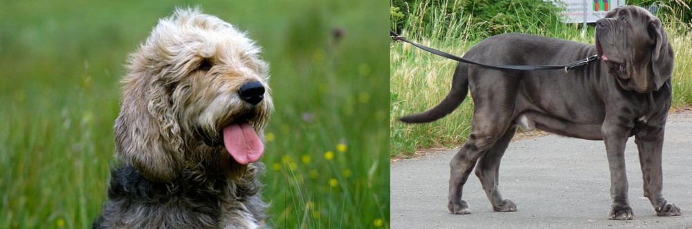Neapolitan Mastiff vs Otterhound - Breed Comparison