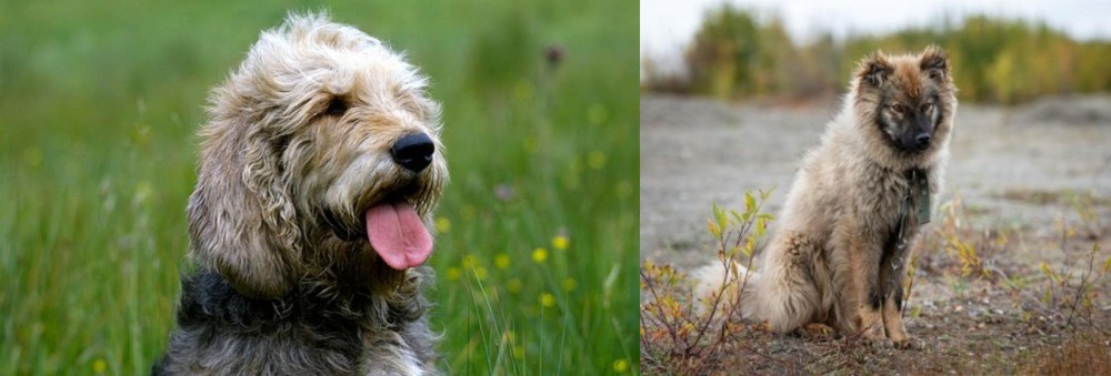 Nenets Herding Laika vs Otterhound - Breed Comparison