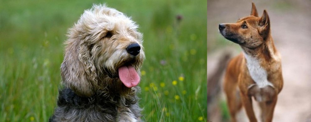 New Guinea Singing Dog vs Otterhound - Breed Comparison