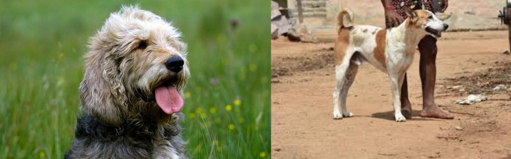 Pandikona vs Otterhound - Breed Comparison