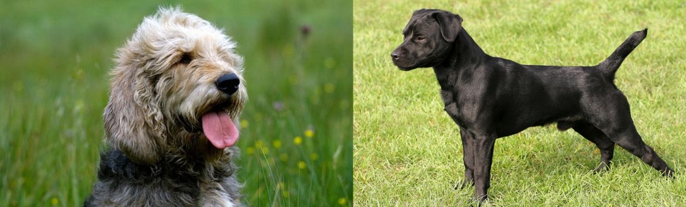 Patterdale Terrier vs Otterhound - Breed Comparison