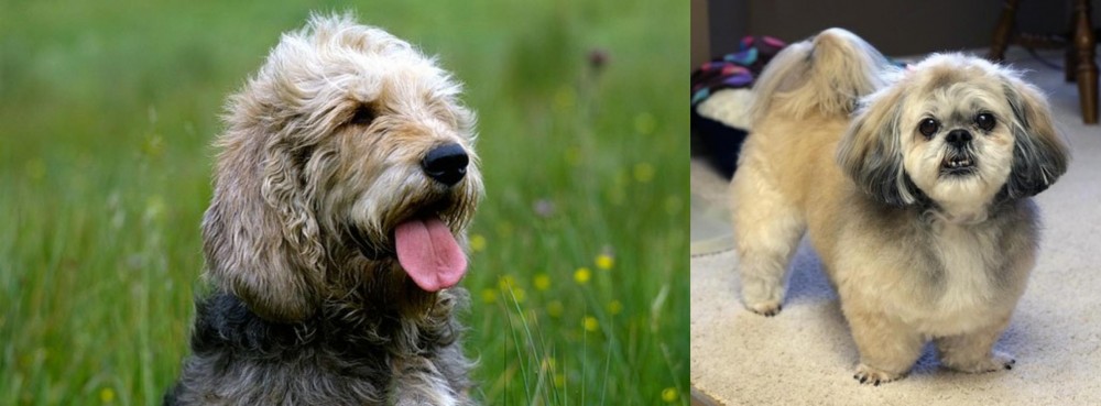 PekePoo vs Otterhound - Breed Comparison
