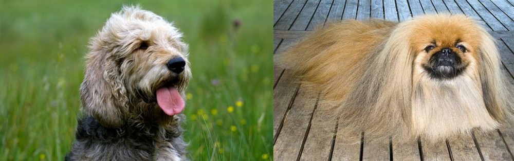 Pekingese vs Otterhound - Breed Comparison