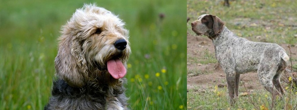 Perdiguero de Burgos vs Otterhound - Breed Comparison