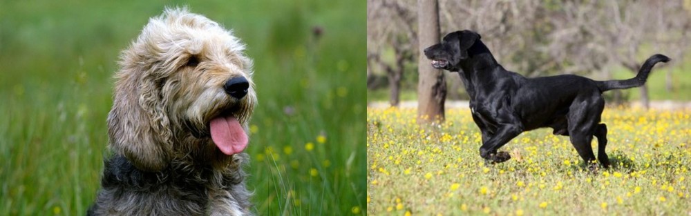 Perro de Pastor Mallorquin vs Otterhound - Breed Comparison