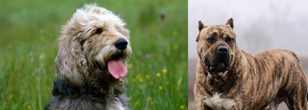 Perro de Presa Canario vs Otterhound - Breed Comparison