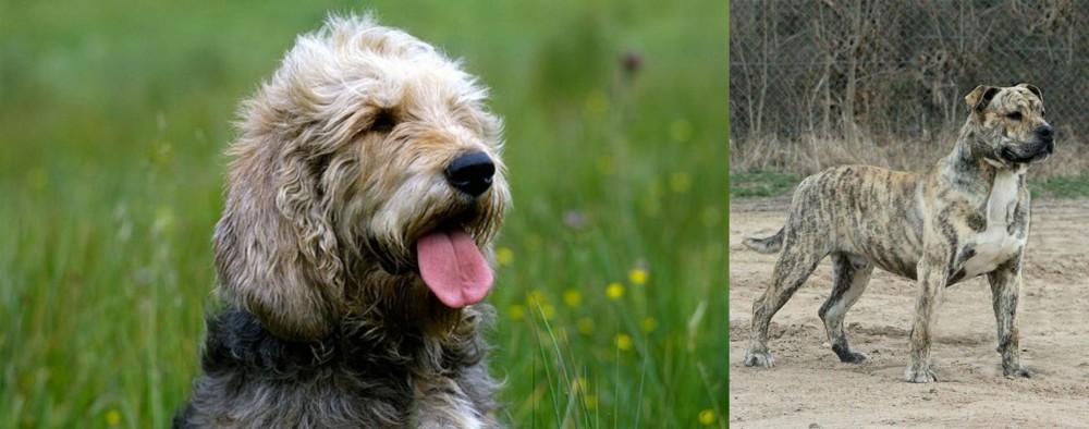 Perro de Presa Mallorquin vs Otterhound - Breed Comparison