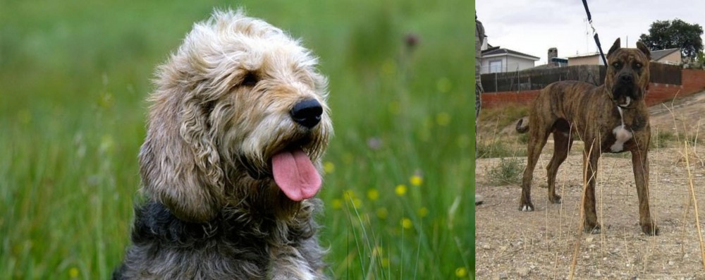 Perro de Toro vs Otterhound - Breed Comparison