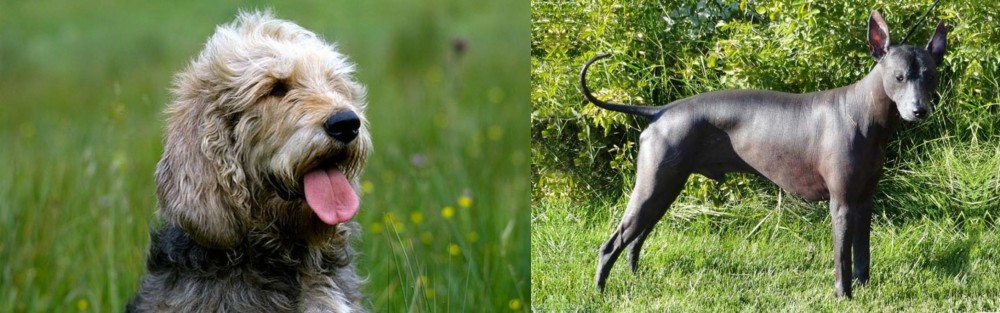 Peruvian Hairless vs Otterhound - Breed Comparison
