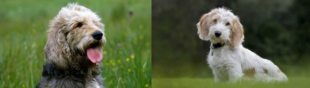 Petit Basset Griffon Vendeen vs Otterhound - Breed Comparison